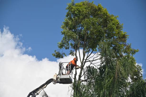 Reliable Las Flores, CA Tree Care Solutions