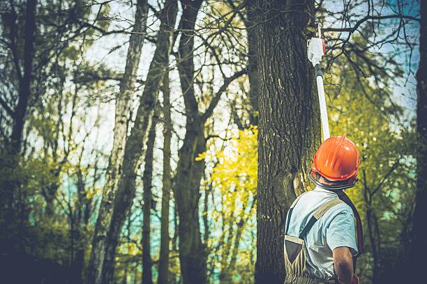 Best Tree Trimming and Pruning  in Las Flores, CA